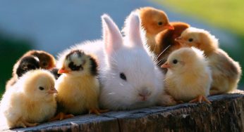 ¿Te gustan las películas de animales? Ponte a prueba con este test